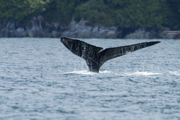 humpback whale tail