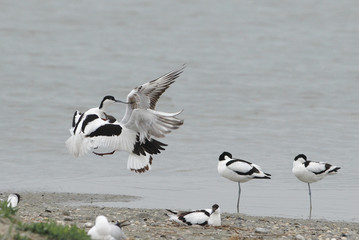 avocette éléguante