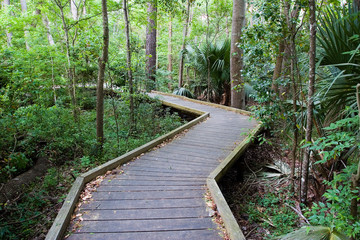 leafy walkway