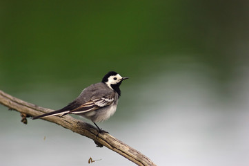 wagtail bird