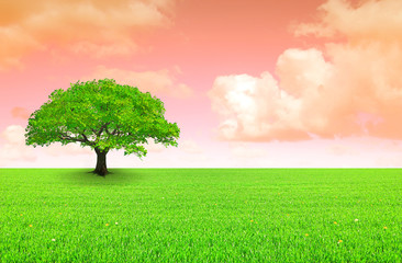 Fototapeta na wymiar drzewo na łące i pomarańczowe niebo