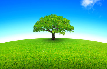 Fototapeta na wymiar drzewo arondie na łąki i błękitne niebo