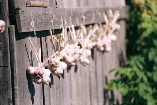 garlic