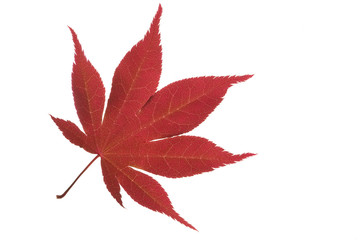 acer leaf