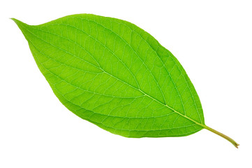 bright green leaf