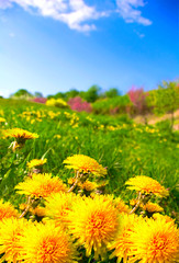 dandelion meadow