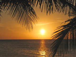 Naklejka na ściany i meble zachód słońca przez drzewa palmowe na morze Caraibe, roatan islan