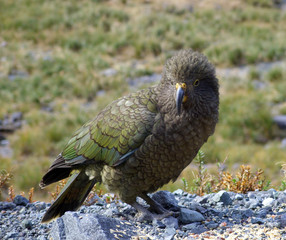 kea (nestor notabilis)