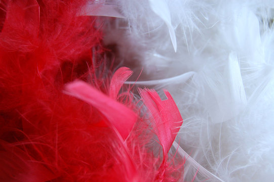 feathers