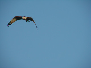 osprey in flight