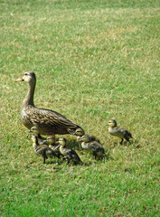 strolling duck family