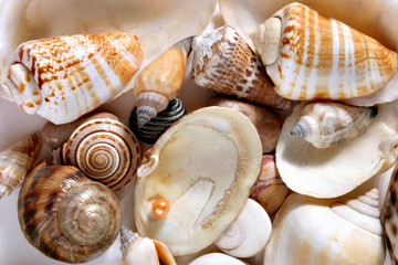 cockleshells and pearl