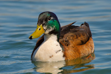 mallard duck