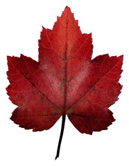 sycamore leaf