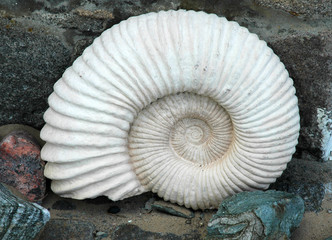shell © Thomas Daly