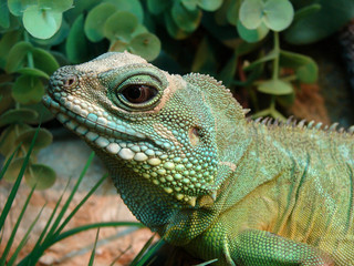 green lizard