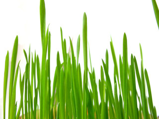 green grass