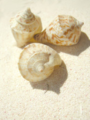 beach shell