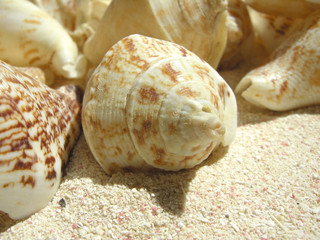 beach shell