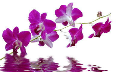 purple orchid