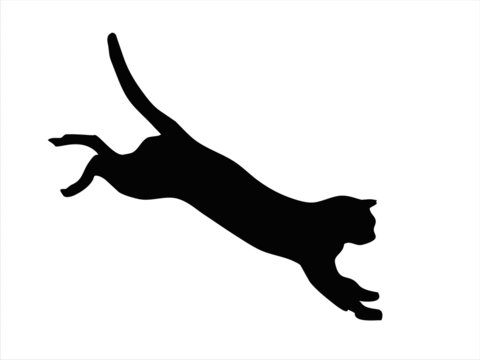 Wild cat jumping