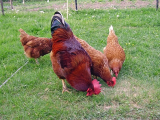 rooster and hens eating