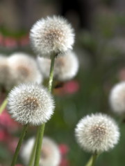 löwenzahn blume