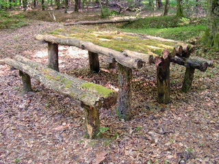 bench in forrest