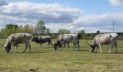 cattle