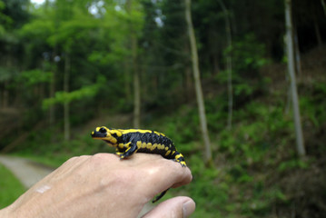 feuersalamander