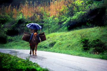 cavallo da soma © antonio caterini