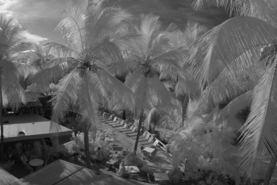 tropical resort infrared black and white