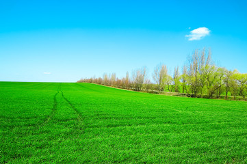 Obraz premium the field.