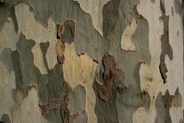 baumrinde © Peter Walenzyk