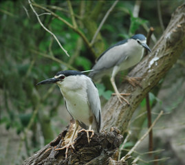 bihoreau gris - nycticorax nycticorax - black-crow