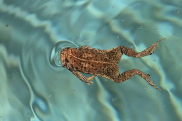 swimming frog