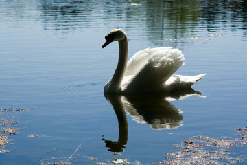 schwan im teich