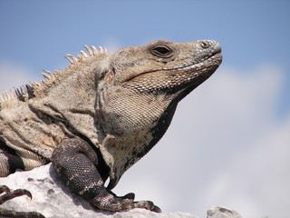 tête d'iguane