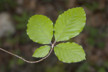 feuille printanière