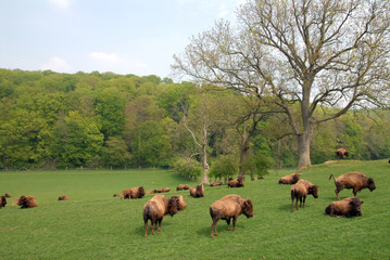 Fototapeta premium troupeau de bisons