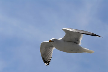 Oiseau En Plein Vol Photos Illustrations Vecteurs Et