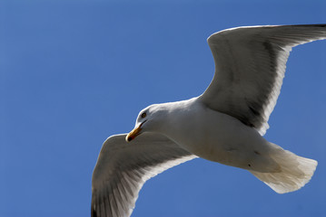Oiseau En Plein Vol Photos Illustrations Vecteurs Et