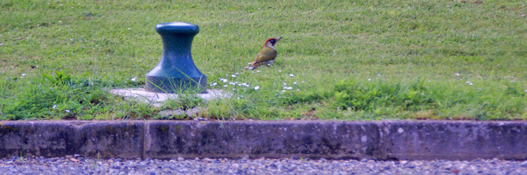 pivert ou woodpecker