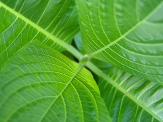 composition de feuilles