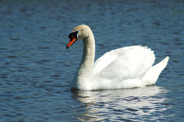 schwan