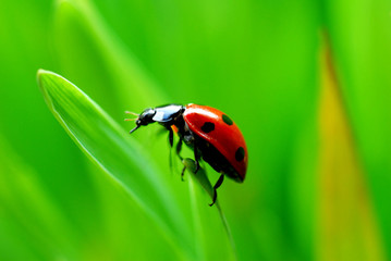 Fototapeta premium ladybug