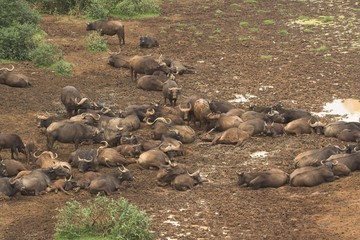 african cape buffalo at watering hole