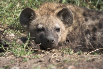 young hyena