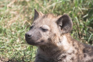 young hyena