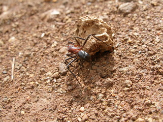 riesenameise in australien